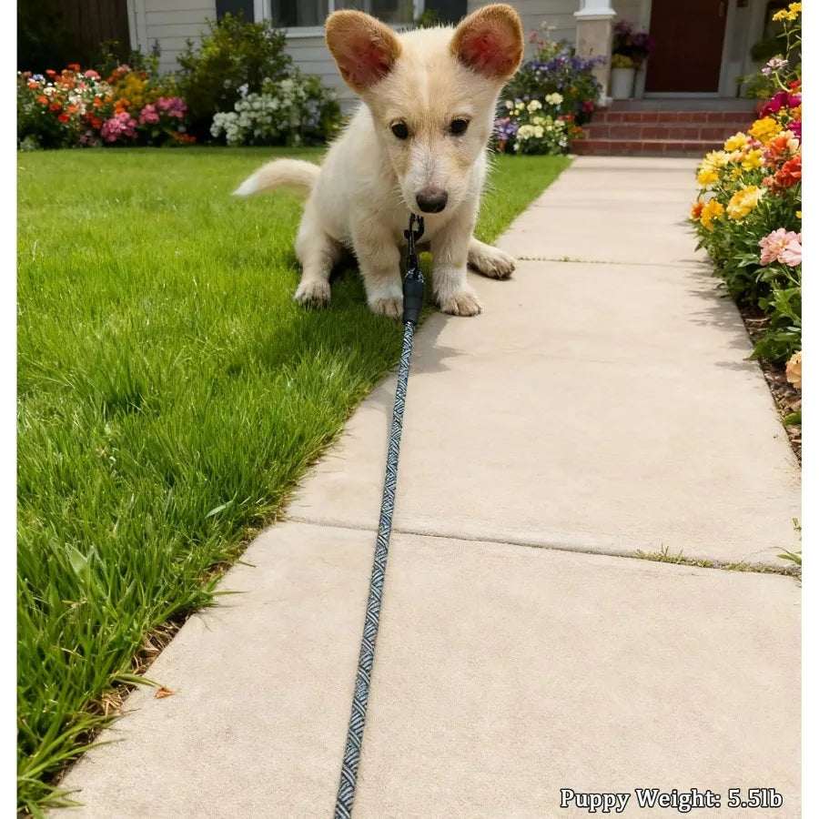 5 ft Puppy Leash for Small Dogs 1 4" Thin Rope Dog Leash with Easy to Use Hook Strong Lightweight for Chihuahua Yorkie Toy Bree